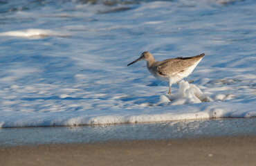 Willet sandpiper on ocean beach