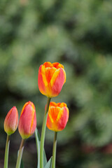 Group of orange tulips growing on green background