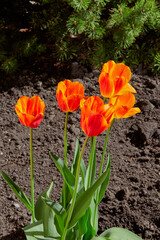 Obraz na płótnie Canvas Group of orange tulips growing on dark background