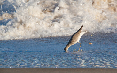 Willet sandpiper on ocean beach