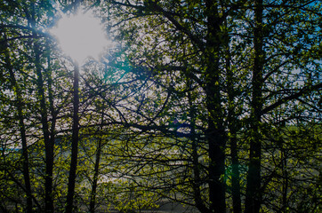 Girdwood, Alaska forest trees in summer