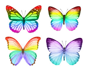 Beautiful Colorful butterfly on a white background.