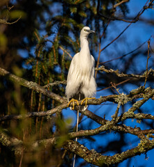 Close up of white Little Egret hunched down going to toilet on branch in tree