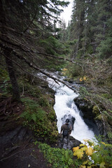 Girdwood, Alaska creek and trees in summer