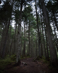 Girdwood, Alaska forest trees in summer