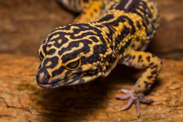 Portraits of a Leopard gecko, Pakistani fat-tailed gecko, Eublepharis macularius