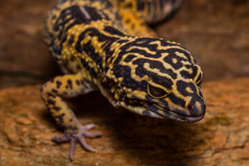 Portraits of a Leopard gecko, Pakistani fat-tailed gecko, Eublepharis macularius