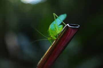 Selva y mate - Misiones, Argentina 
