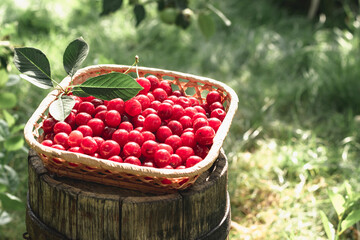 Berries of cherries in a basket in the summer garden.