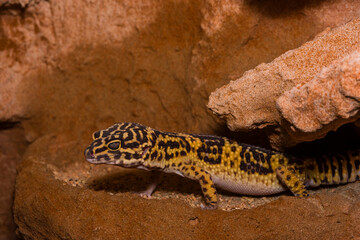Leopard gecko, Pakistani fat-tailed gecko, Eublepharis macularius