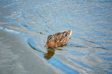 Duck swimming in the lake.