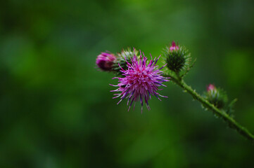 Close up of thistle flower.