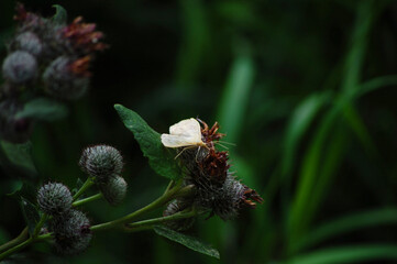 Close up of thistle flower with butterfly.