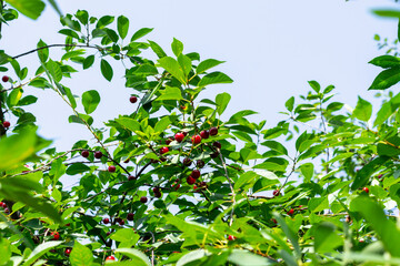 Ripe cherries on a cherry tree. Harvesting in the garden.