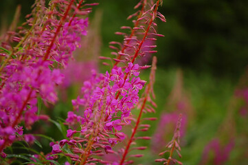 Obraz premium Fireweed flower in spring meadow.