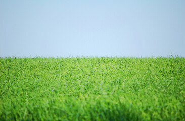Green field and blue sky.