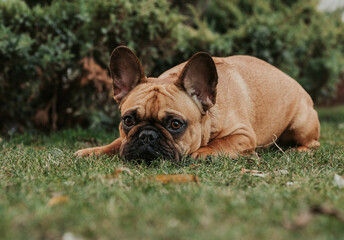 Obraz premium French bulldog on the grass 
