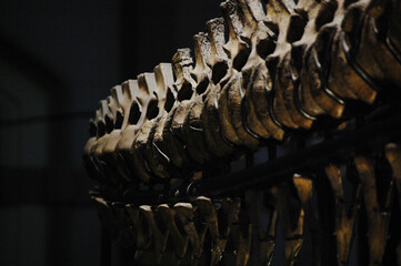 Close-up of bones of a dinosaur.