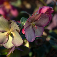 Fototapeta na wymiar Closeup of flowers of Helleborus 'Early Rose' in winter