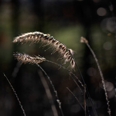 Sunlit heads of Fountain Grass (Pennisetum orientale) in winter sunshine against dark background	