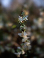 Closeup of Dew laden flowers Lonicera × purpusii 'Winter Beauty' against a dark background