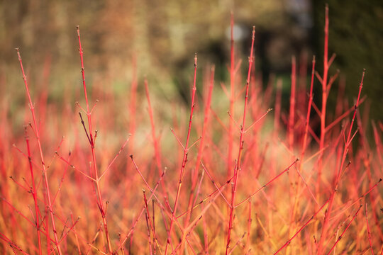 Close up of stems of Cornus sanguinea 'Midwinter Fire' in winter