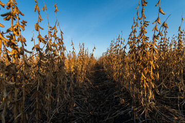 Fototapeta premium Open soybean field at sunset.