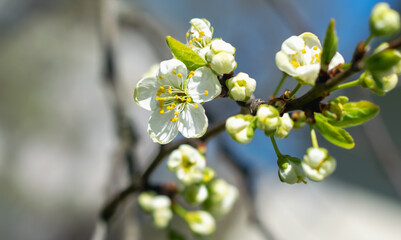 The Cherry Orchard. A cherry tree blooming with white flowers in springtime.