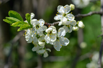 Blooming spring garden. Blooming fruit trees. Natural background.