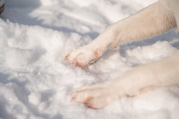 Close-up of freezing dog paws on white snow in winter.