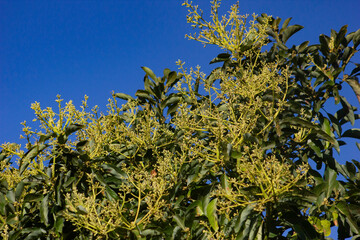 AVOCADO TREE BLOSSOMS AT THE EARLY TROPICAL SPRING