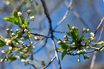 Spring flowering gardens. Cherry tree with flower buds against the blue sky.