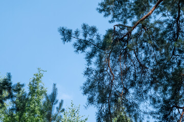 Spreading pine tree branch in shadow with clean blue sky on the background