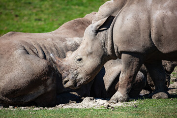 Obraz premium White rhinoceros. Mammal and mammals. Land world and fauna. Wildlife and zoology.