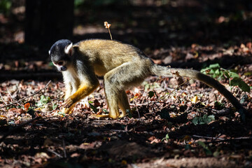 Bolivian Squirrel Monkey. Mammal and mammals. Land world and fauna. Wildlife and zoology.