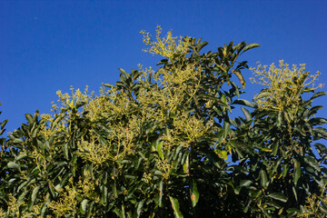 AVOCADO TREE BLOSSOMS AT THE EARLY TROPICAL SPRING