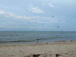 A flock of seagulls group are flying on the for catching fish, Flock of seagulls flying over sea with blue sky background, Sand Beach and Flock of Birds Flying Over the Sea