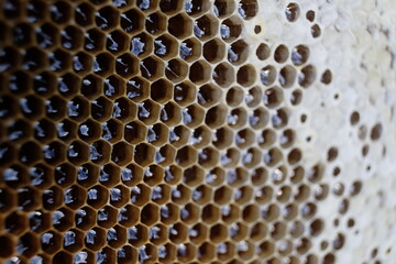 FU 2020-10-31 BienenHelmut 84 In offenen Bienenwaben ist Honig