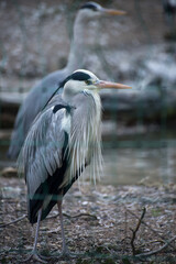 Portrait of heron standing in border water in a zoologic park