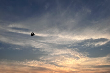 silhouette bird on cloudy sky