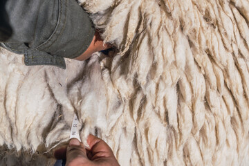 alpaca being sheared in the heights of the Andes in Latin America on a sunny day with blue sky and...