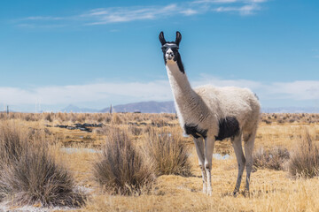 alpacas and llamas grazing in the sajama national park in bolivia on a sunny day with blue sky and clouds surrounded by snowy mountains and dry vegetation © roy
