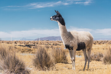 alpacas and llamas grazing in the sajama national park in bolivia on a sunny day with blue sky and...