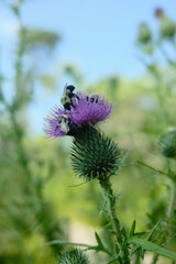 bumble bee on a thistle