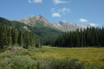 Obraz premium landscape with trees