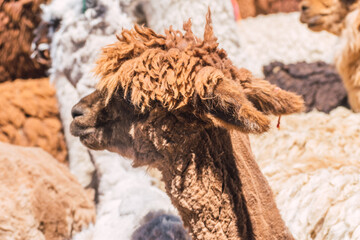 alpacas and llamas grazing in the sajama national park in bolivia on a sunny day with blue sky and clouds surrounded by snowy mountains and dry vegetation