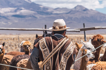 alpaquero man dressed in a brown indigenous poncho surrounded by his alpacas in the heights of bolivia in the sajama national park on a sunny day - obrazy, fototapety, plakaty