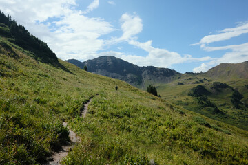 landscape in summer