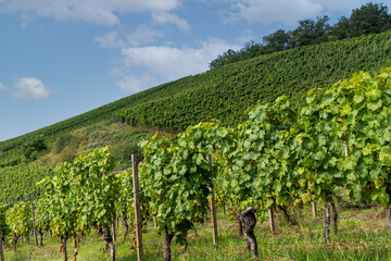 Fototapeta na wymiar Vineyard near Dresden. Vines with grapes ripe for harvest.