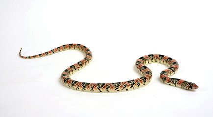 Long-nosed snake // Langnasennatter (Rhinocheilus lecontei)